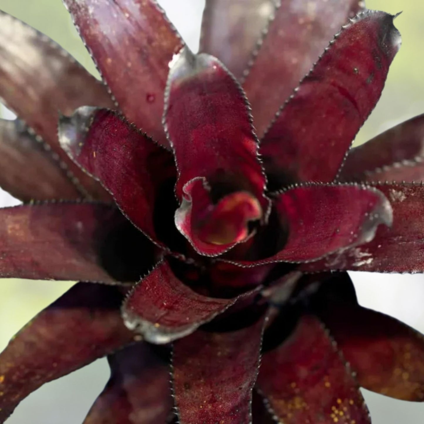 Quesnelia 'Black Knight' Plant | Rare Sepia Red/Black Leaves | Exotic Bromeliad | Q. edmundoi var. rubrobracteata