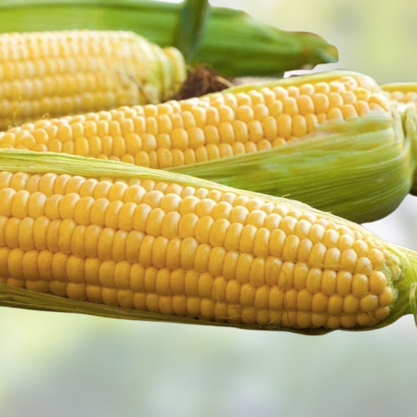 Yellow Sweet Corn Seeds 100 Count Hybrid "Incredible Corn" Zea mays, Non-GMO, Heirloom Quality, Garden Planting Supplies