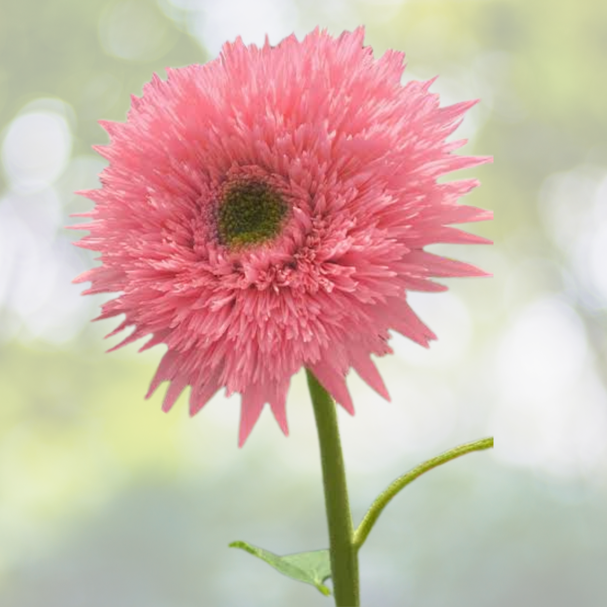 50pcs Pink Pooh Sunflower Seeds, Unique Pink Blooms, Non-GMO, Heirloom, Organic, Helianthus annuus