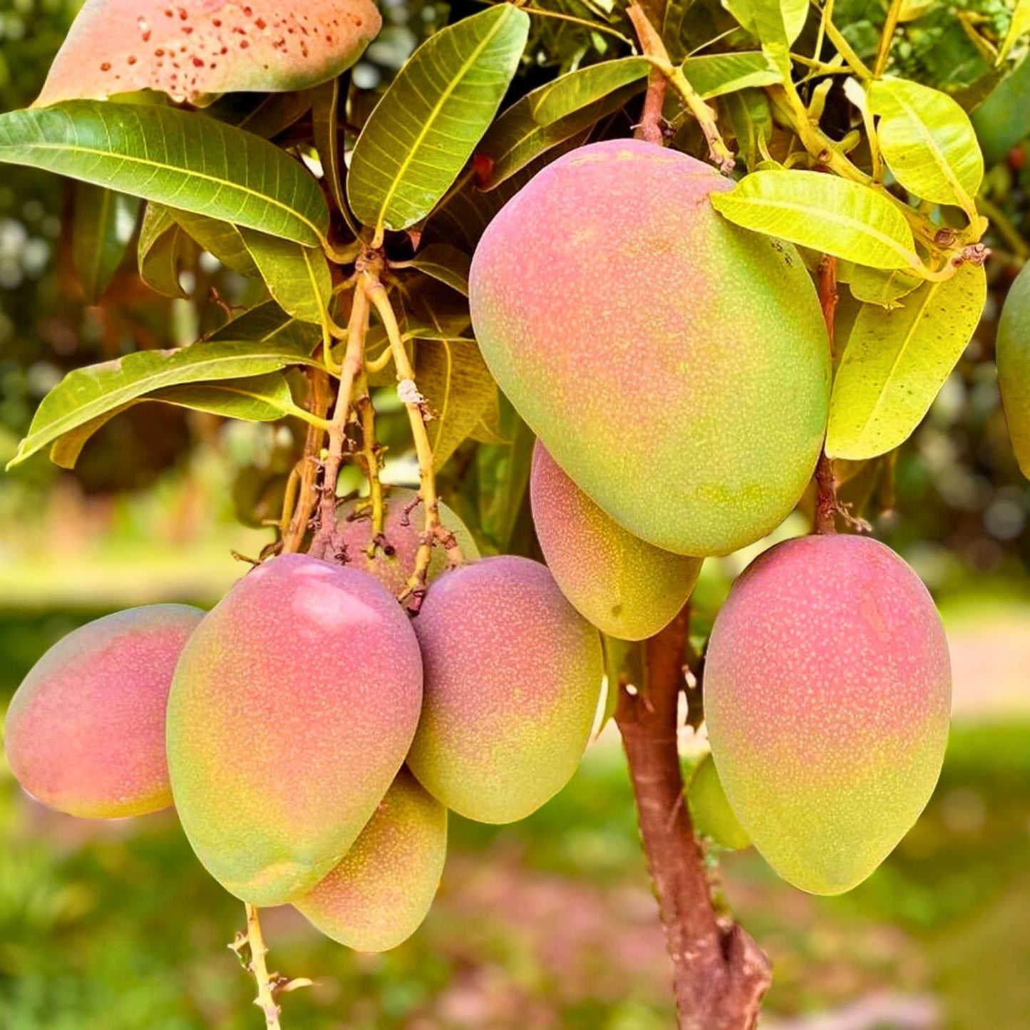 Kent Mango Seeds - 3+1 Free - Sweet Variety - Mangifera indica - Fresh USA Grown