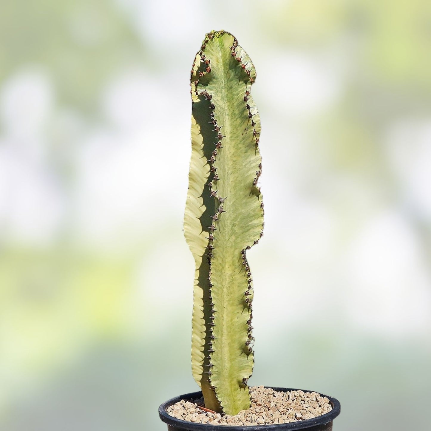 Rare Euphorbia Cutting 22" Ammak Variegated African Candelabra Succulent Plant Propagation