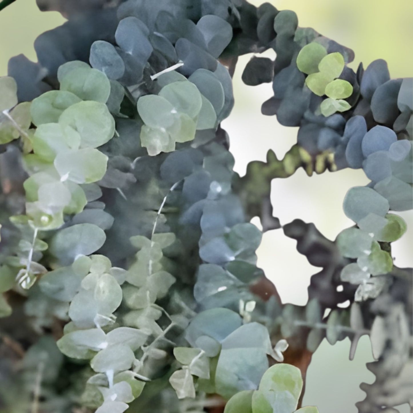 Baby Blue Eucalyptus Seeds for Planting, 10 Seeds, Eucalyptus globulus, Ideal for Cut Flower Bouquets