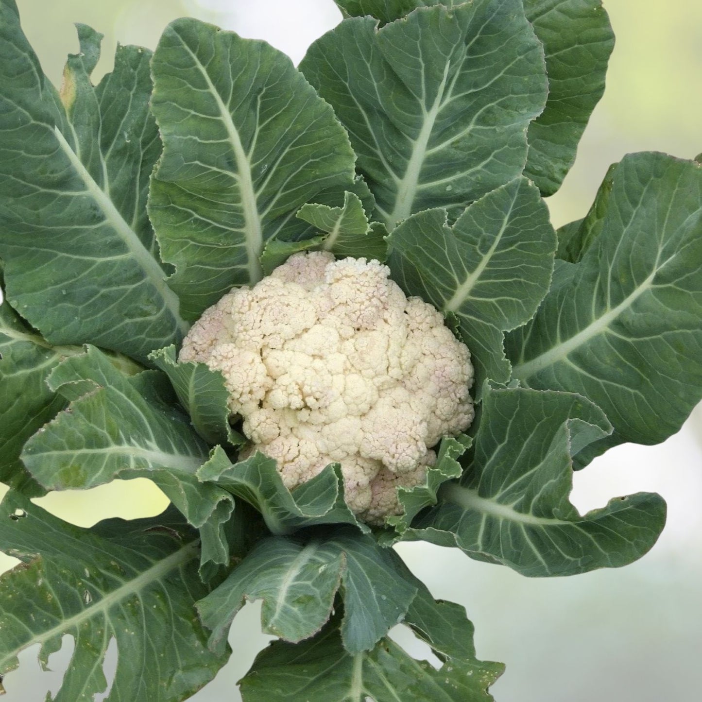 Cauliflower Seeds - 200+ Snowball Self Blanching - Brassica oleracea - USA