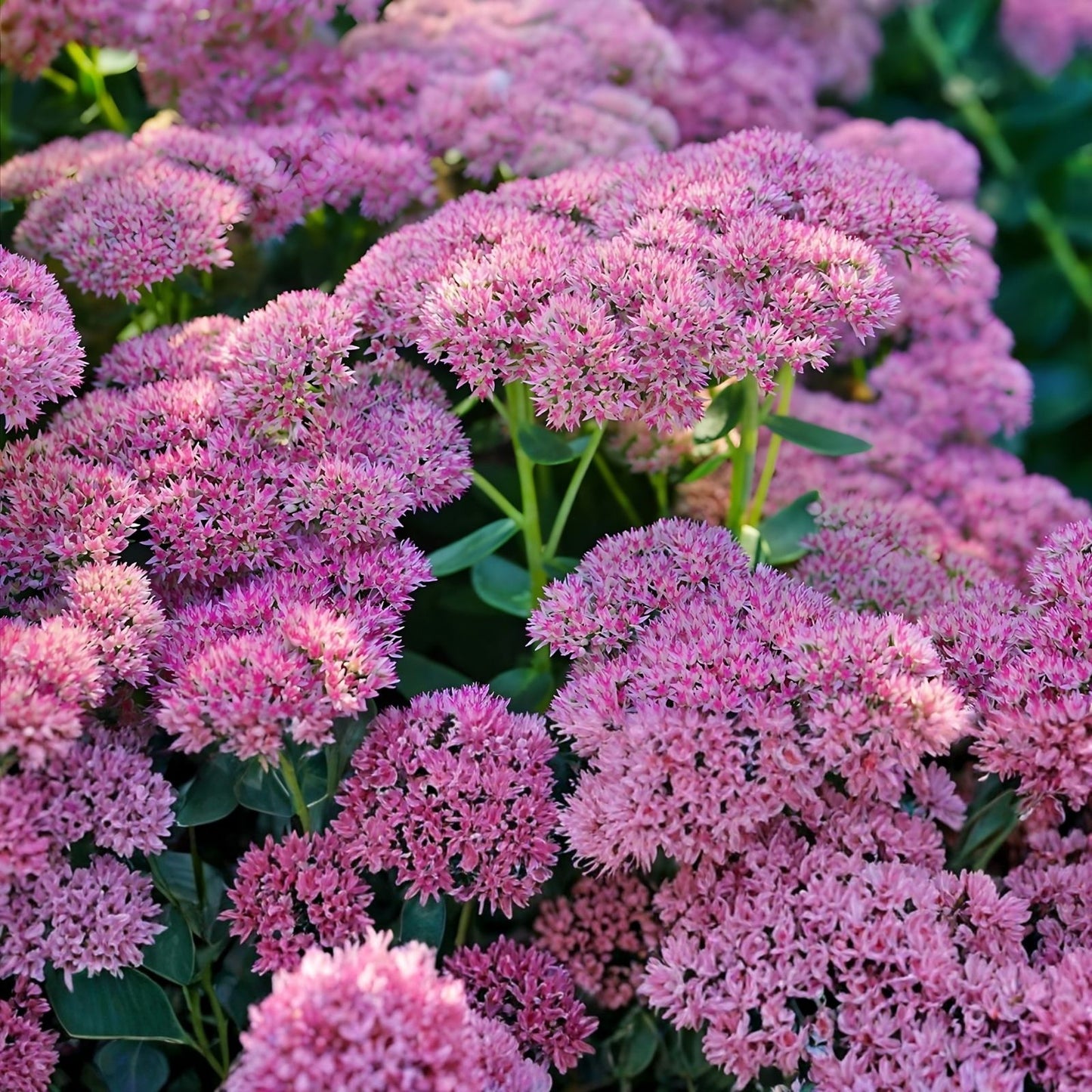 Sedum Cutting Autumn Joy | 1pc Hardy Succulent Plant | Stonecrop, Easy Care, Perennial, Garden, Landscaping