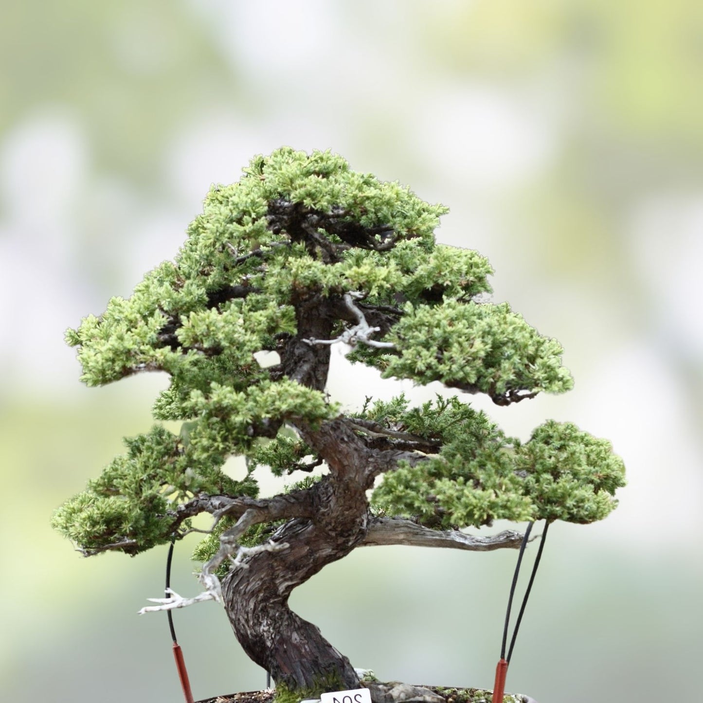 Bonsai Tree Kit - 5 Species All-in-One Plant Growing Kit with Ficus, Juniper, Pine, Maple, Elm for Indoor Gardening