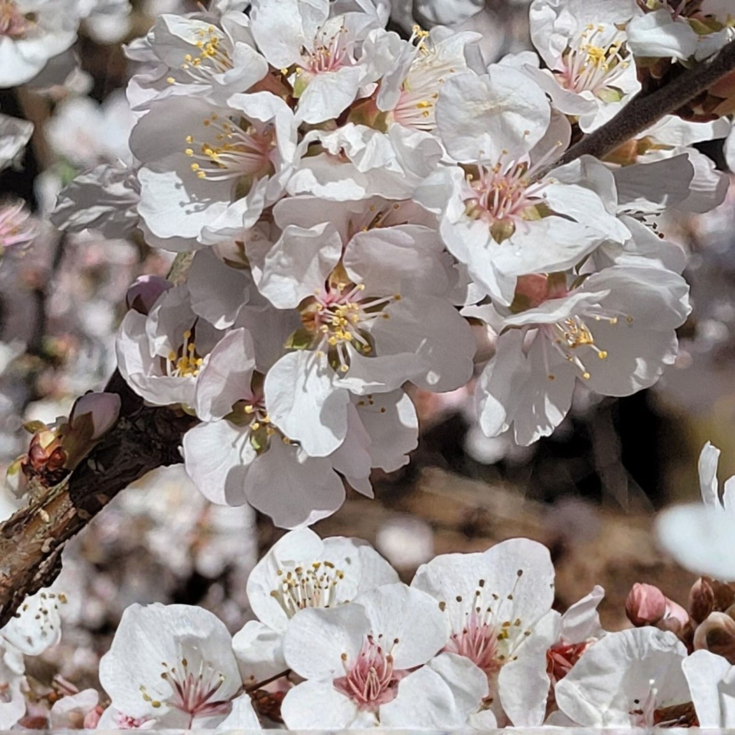 Dwarf Red Sweet Cherry Cuttings – 2+8 Fresh Unrooted Prunus Tomentosa Cherry Branches for Planting