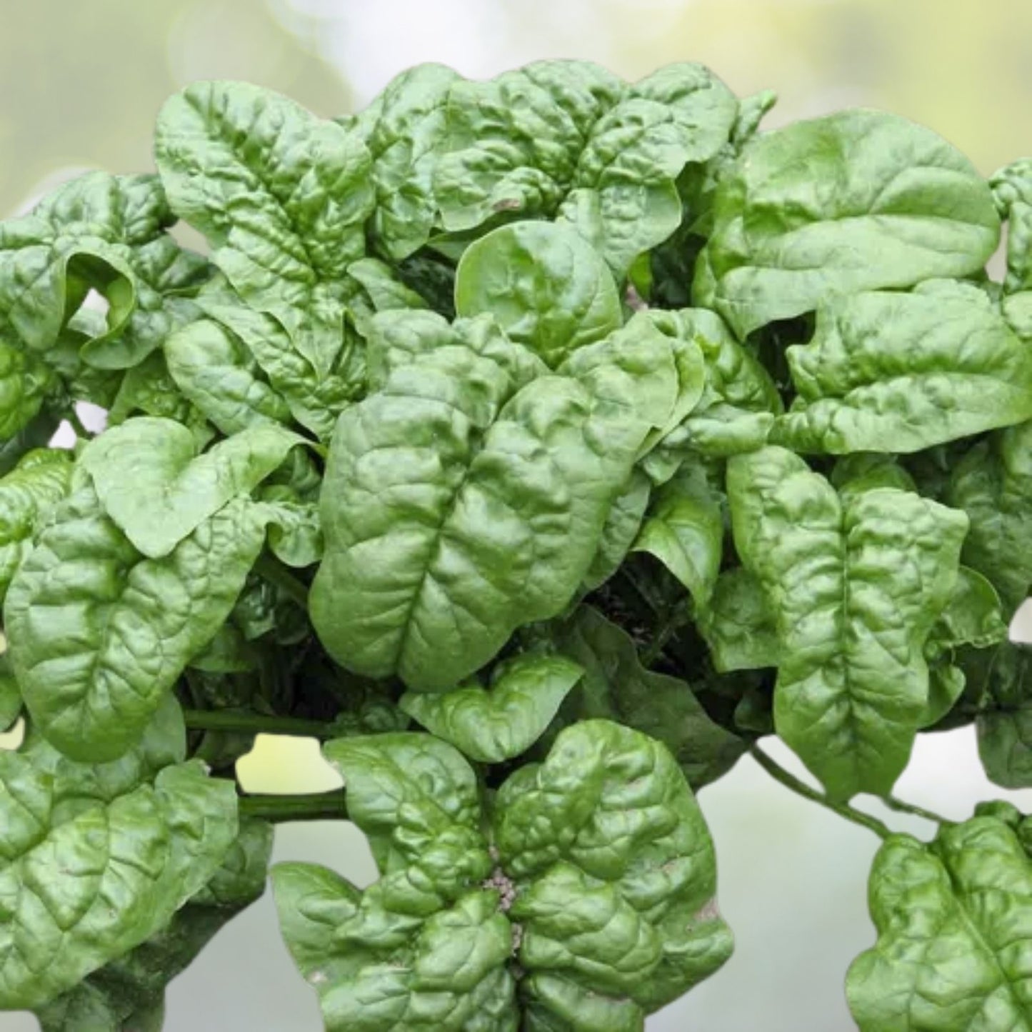Big Round Leaf Spinach Seeds - Giant Noble Spinach - Persia Vegetable - 200+ Seeds - USA Grown