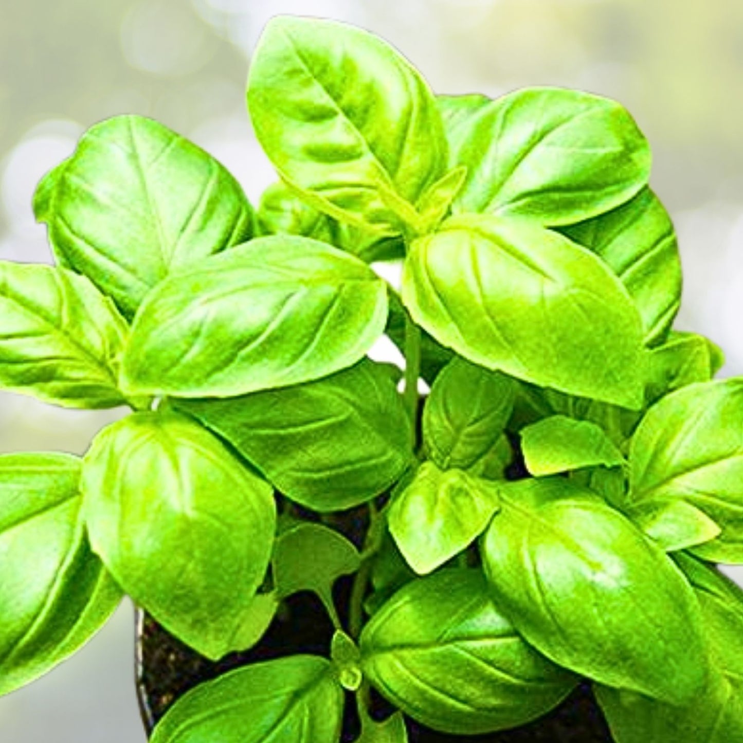 Italian Basil Live Plant - 1 Pot with 2 Aromatic Plants - Easy to Grow, Ocimum basilicum