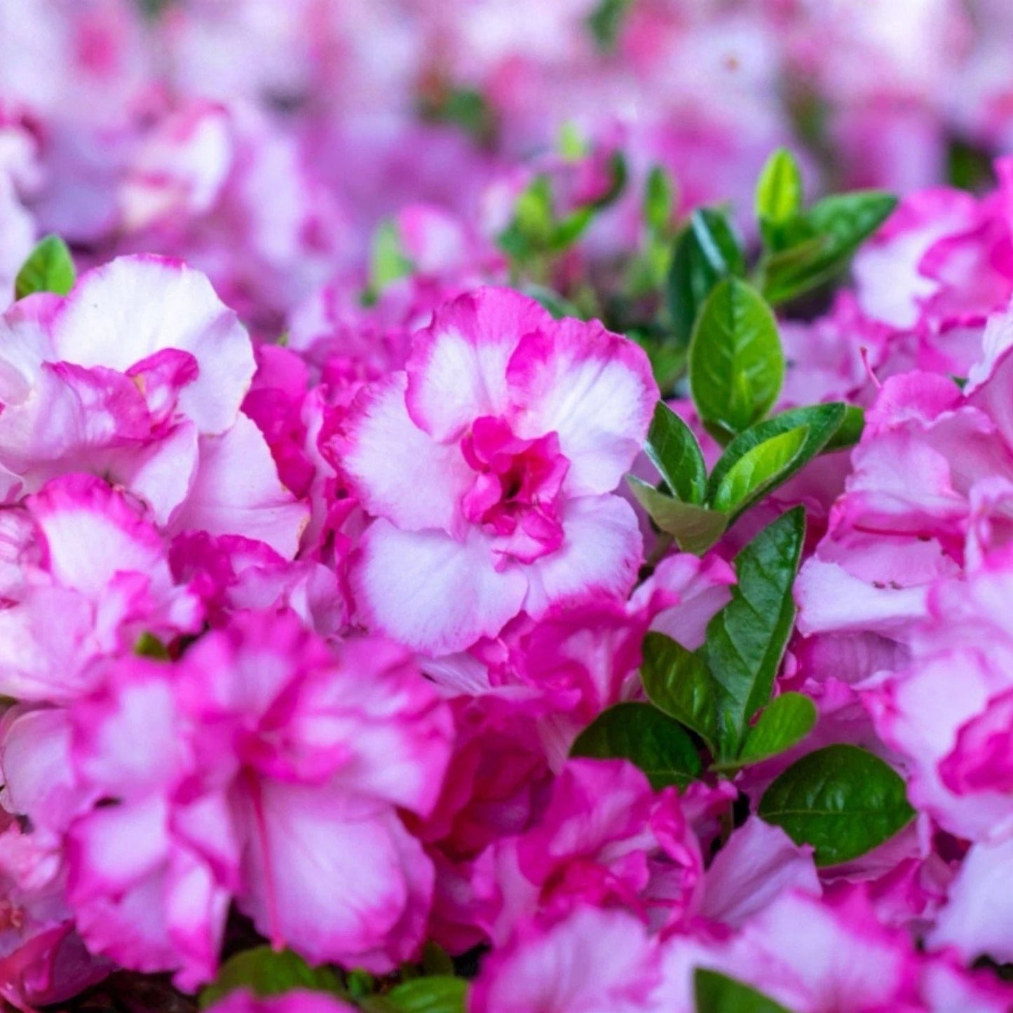 Encore Autumn Kiss Azalea Starter Plant - Deciduous, Well-Rooted, Vibrant Pink Blooms - Rhododendron 'Autumn Kiss'