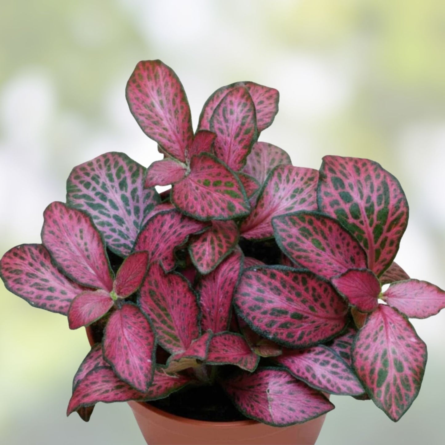 Red Fittonia Cutting Propagation Cup - Live Terrarium Plant - Fittonia albivenis Indoor Garden Decor