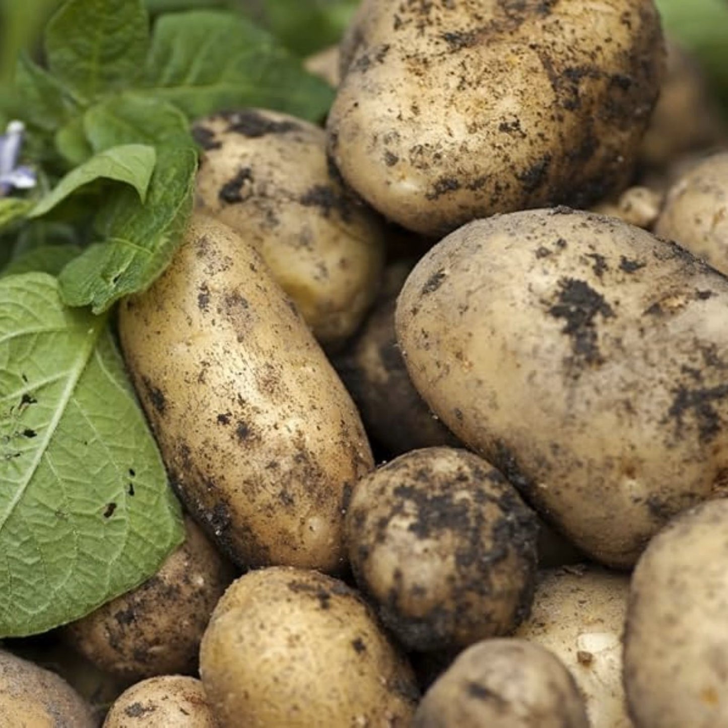 Kennebec Seed Potatoes for Planting 1 lb High-Yielding Heirloom Variety Solanum tuberosum