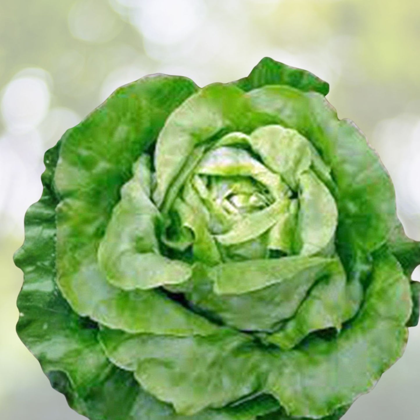 Heirloom Lettuce Seed Collection - 4 Varieties Organic Non-GMO Vegetable Seeds for Home Garden
