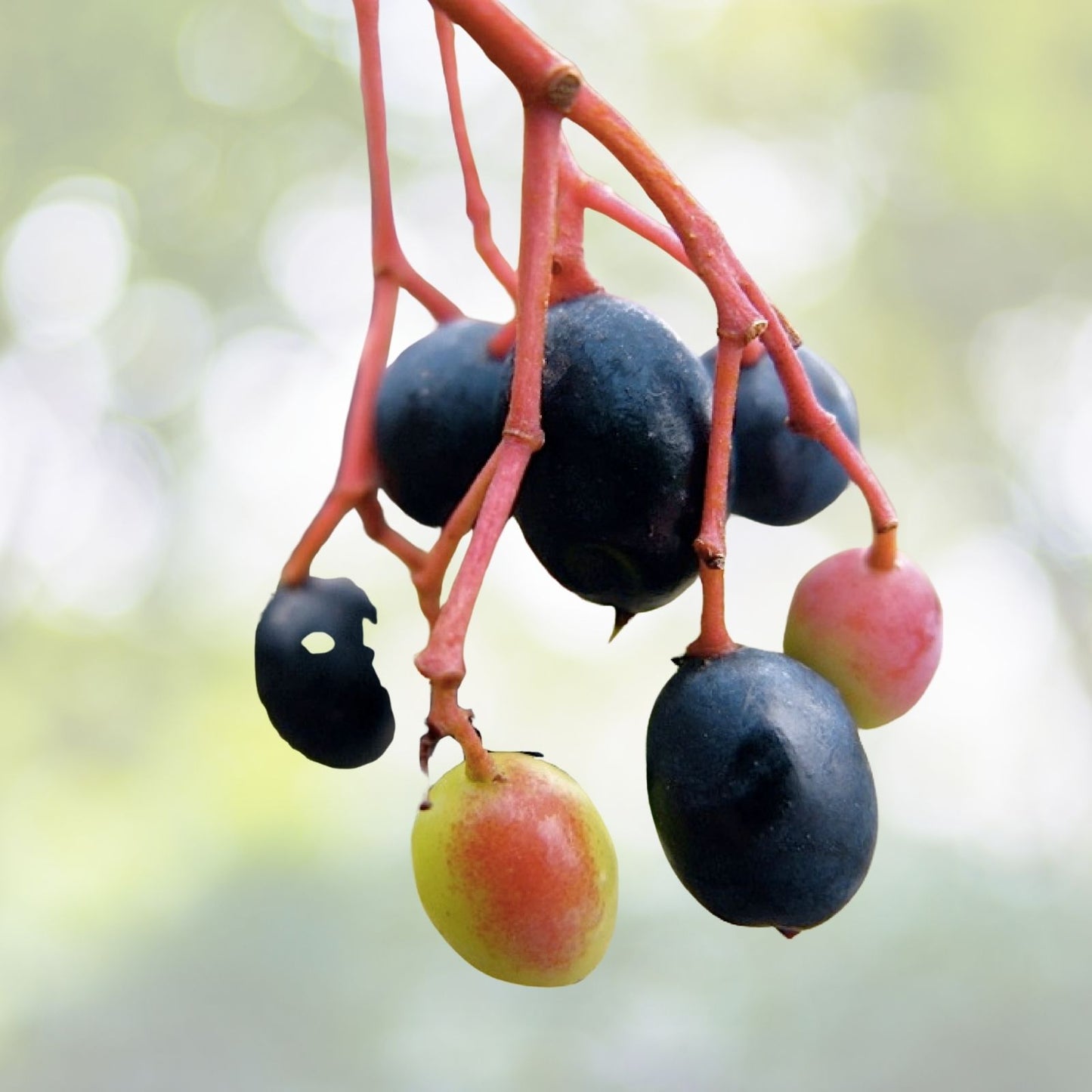 Nannyberry Tree Seeds - 20 Pack | Edible & Medicinal Shrub | Viburnum lentago