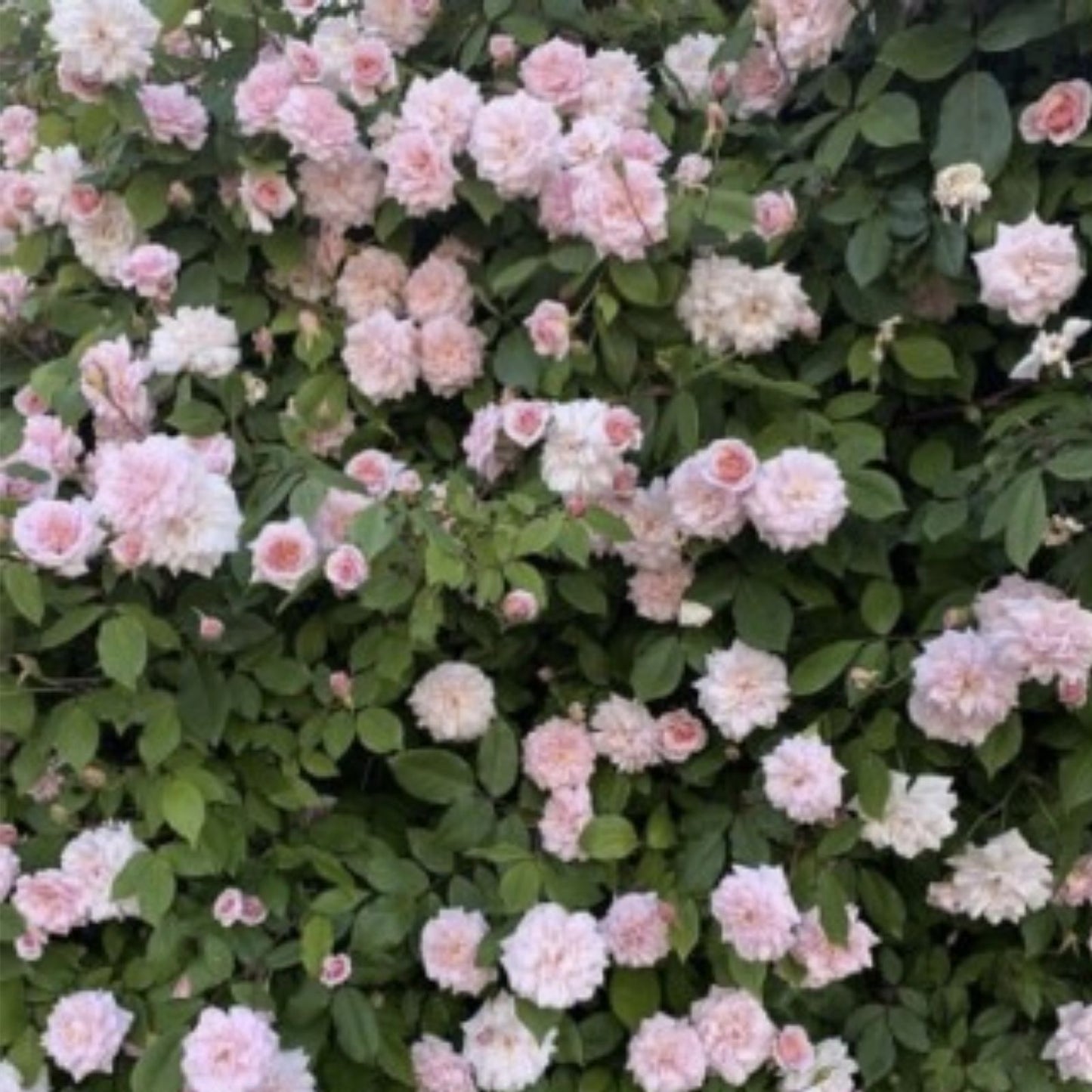 Cecile Brunner Rose Cuttings - 8 Premium Plant Cuttings for Bushes - Rosa 'Cecile Brunner' Antique Rose Propagation