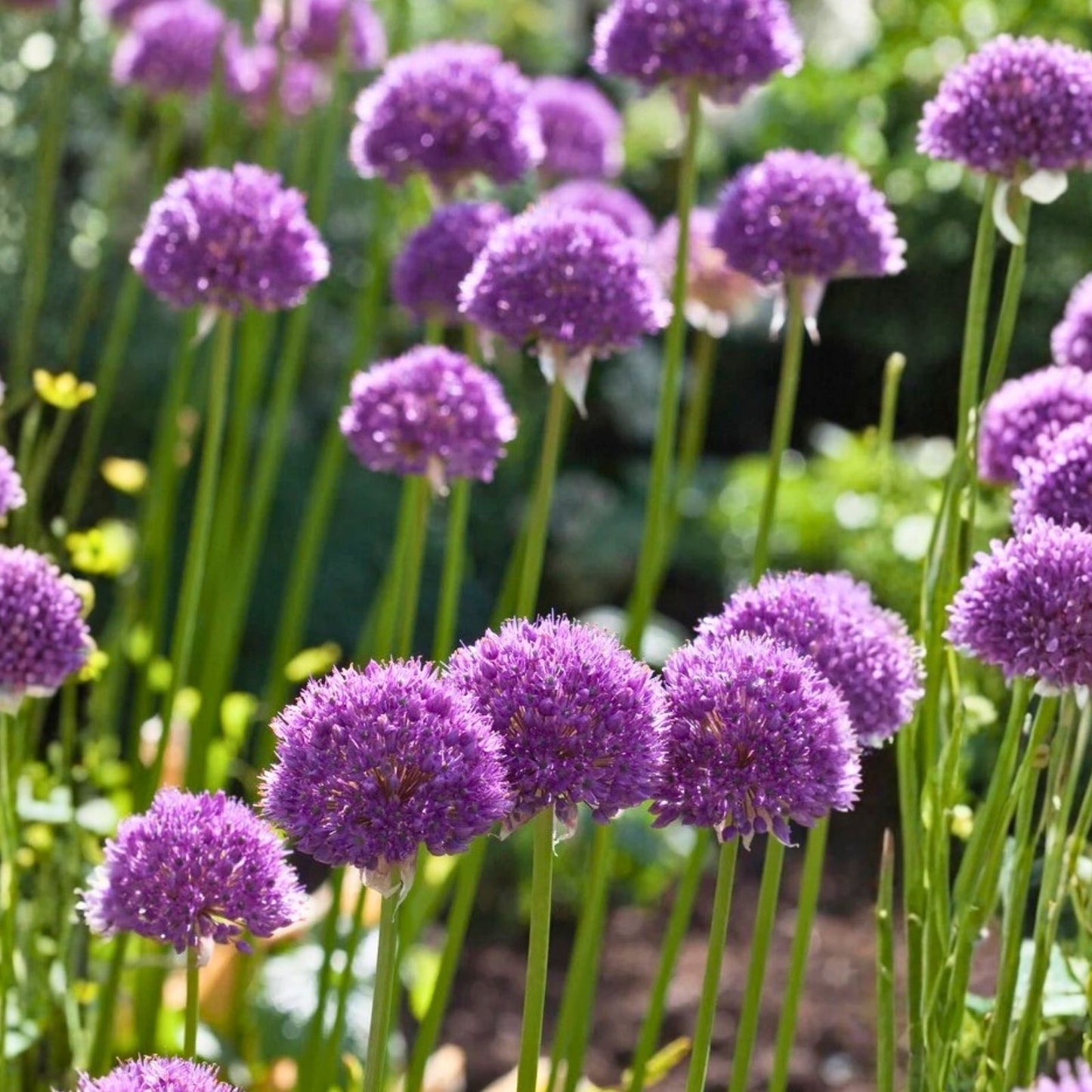 California White Garlic Bulbs 5-Pack | Allium sativum Softneck Gilroy Culinary Herb Edible Plant