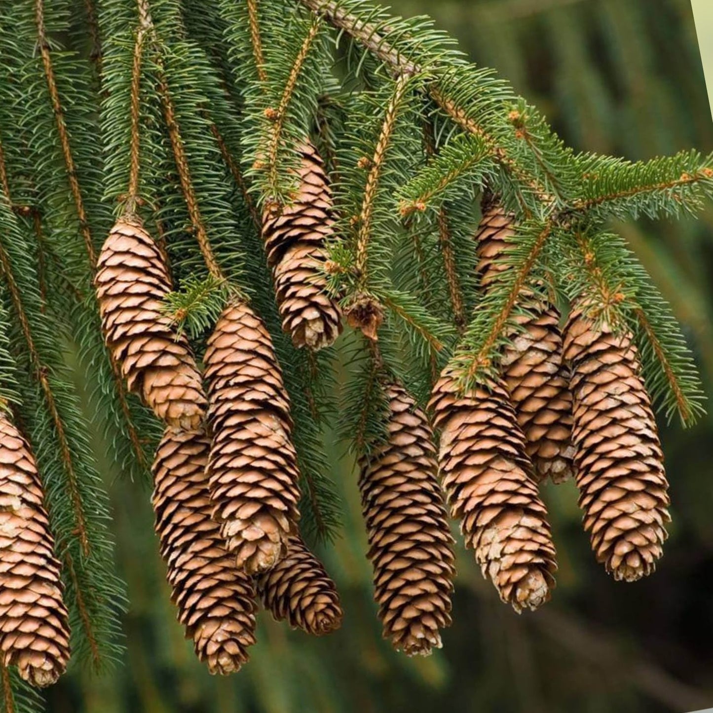 Norway Spruce Tree Seeds - 50 Seeds - Evergreen Picea Abies for Landscaping and Reforestation