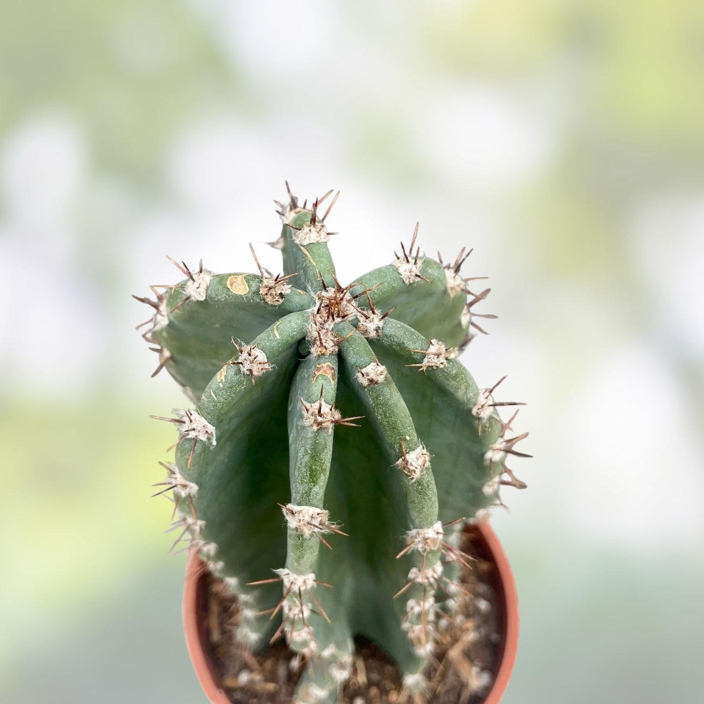 Cereus Cactus Cutting 8,5" – Unique Succulent Plant for Indoor Gardening – Miscellaneous Variety