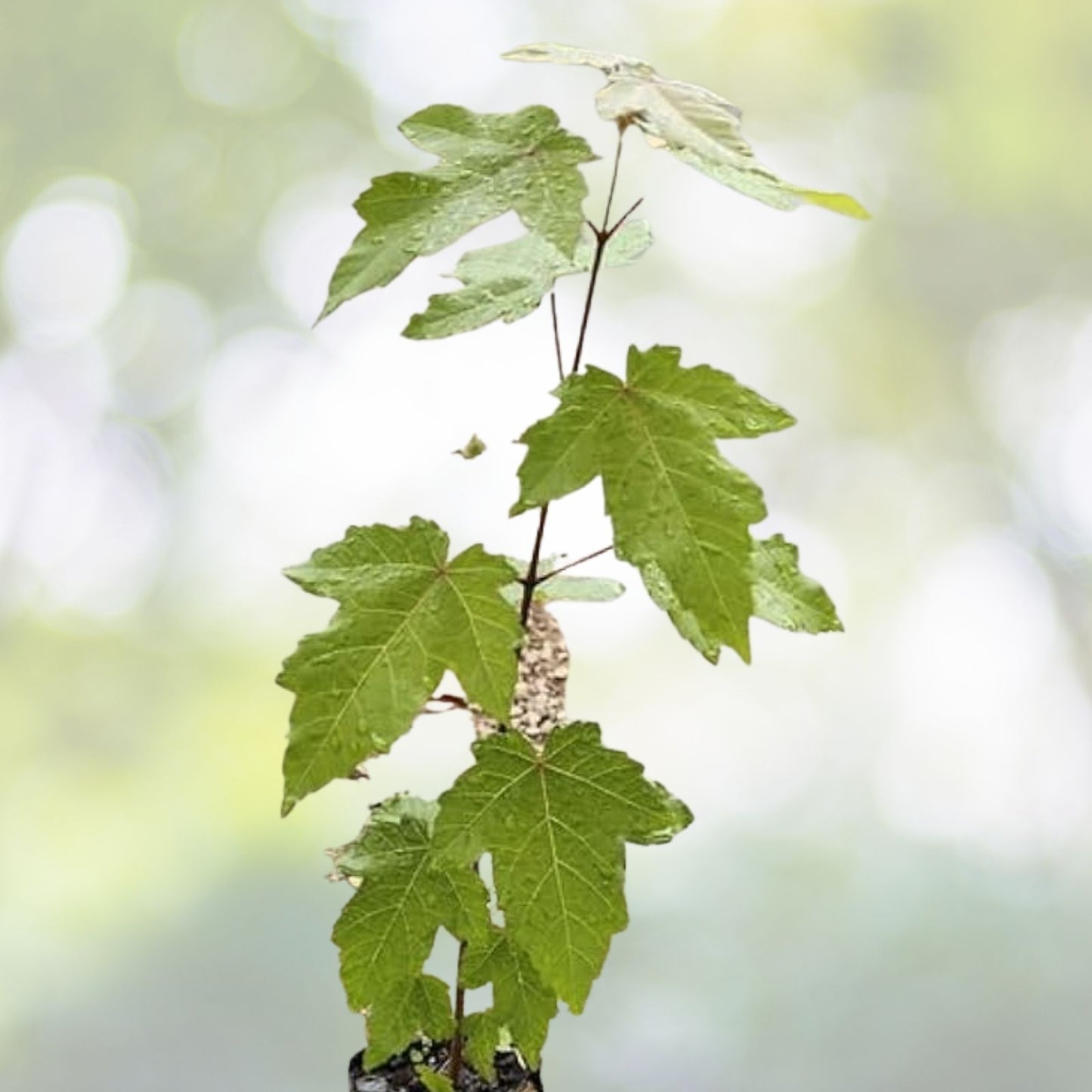 American Red Maple Tree Sapling 2' Live Plant Acer Rubrum Ornamental Shade Tree Vibrant Fall Colors