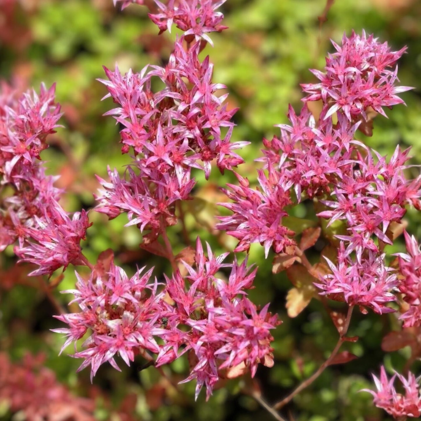 Purple Carpet Sedum Seeds 500 Pack - Spurium Coccineum Purple Ground Cover Succulent for Planting