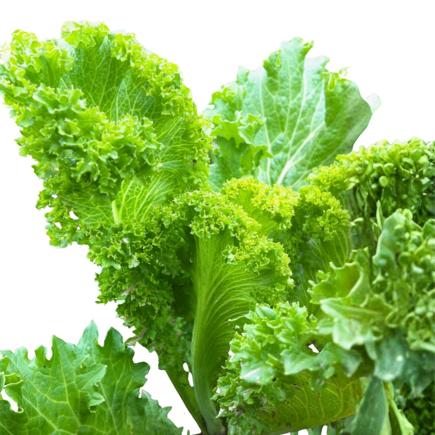 Mustard Greens Seeds – Southern Giant Heirloom, Non-GMO, 500 Seeds – Brassica juncea, Leafy Greens, Organic Vegetable Seeds