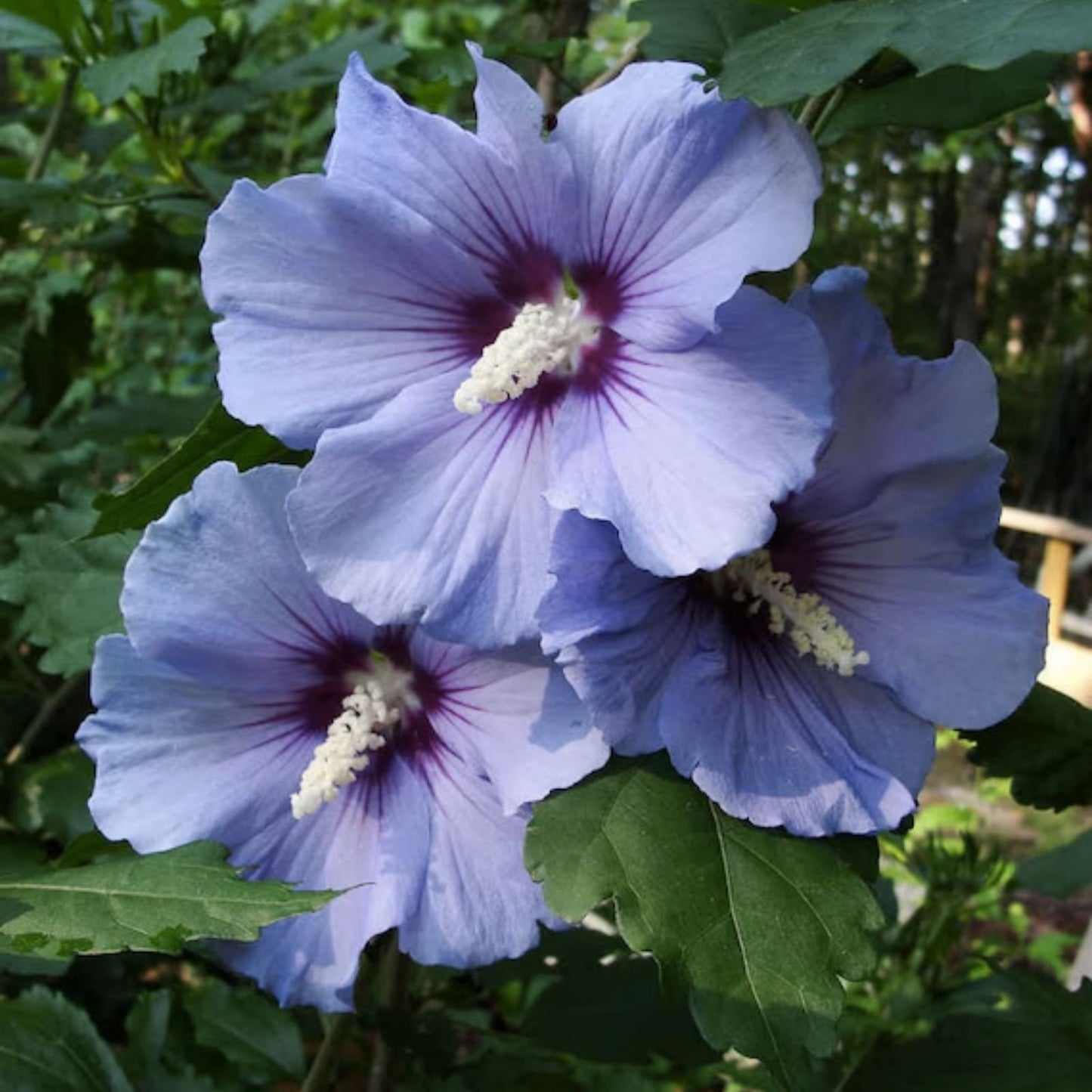 Mixed Colors Rose of Sharon Hibiscus Syriacus Flower Tree Bush Seeds, 50 Seeds, Jocad Variety