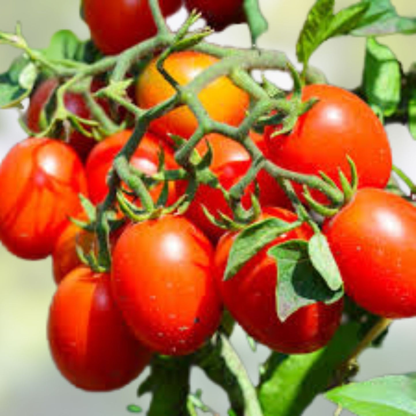 Roma Tomato Seeds Set of 40 – Organic Heirloom Solanum lycopersicum for Canning & Spaghetti Sauce – Gourmet Vegetable Seeds