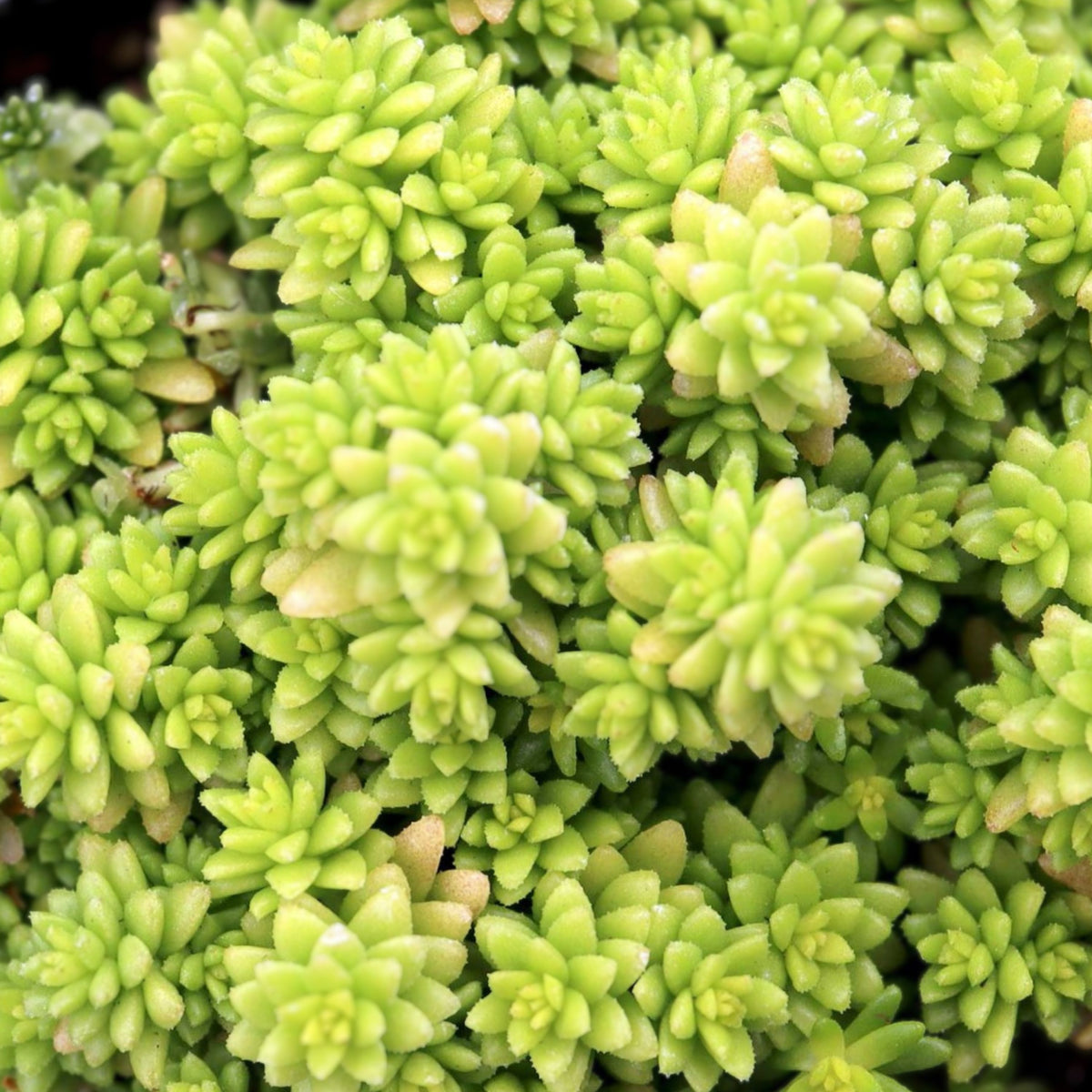 Sedum Japonicum Tokyo Sun | Yellow Succulent Ground Cover | Drought-Tolerant Low Growing Plant