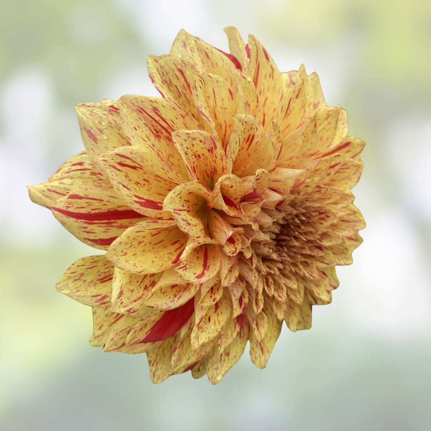 Dahlia Live Plant Bulb Tuber, Variegated Yellow Red, 6.5" Blooms, Gloriosa Dahlia pinnata, Garden Flower, Perennial Plant