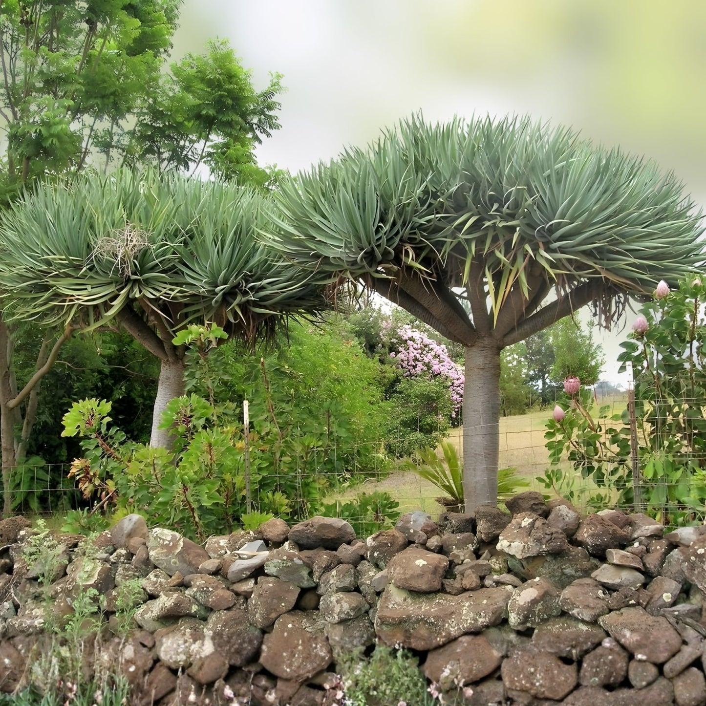 Dragon Blood Tree Seeds - 6 Seeds for Planting - Rare Tropical Dracaena Draco Seeds