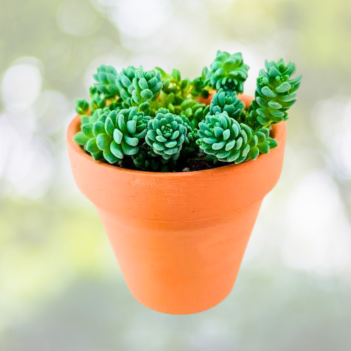 200 Pcs Rare Succulent Seeds - Sedum Dasyphyllum 'Major' - High-End Garden Plants for Cactus & Succulent Lovers