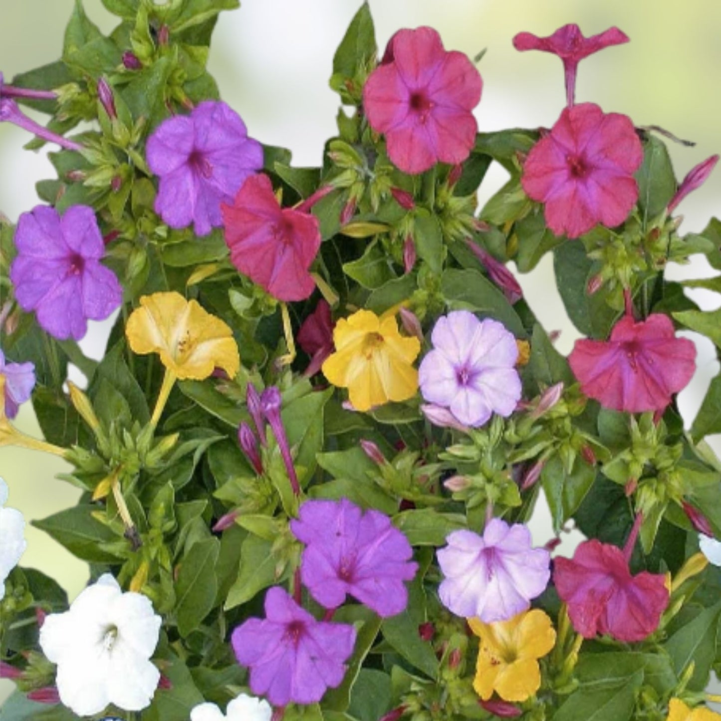Four O' Clock Flower Seeds Mix - 50 Pack - Marvel of Peru - Perennial Mirabilis jalapa for Vibrant Garden Blooms