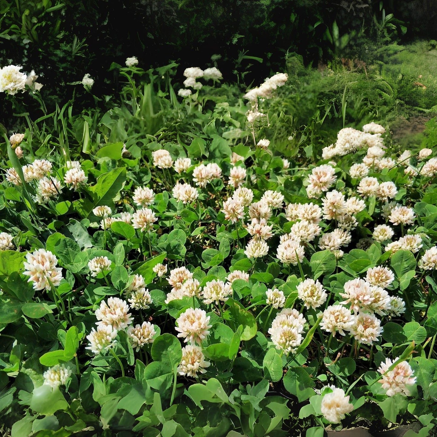 White Dutch Clover Seeds - Ground Cover Lawn Alternative, Trifolium repens, Eco-Friendly Pasture Solution