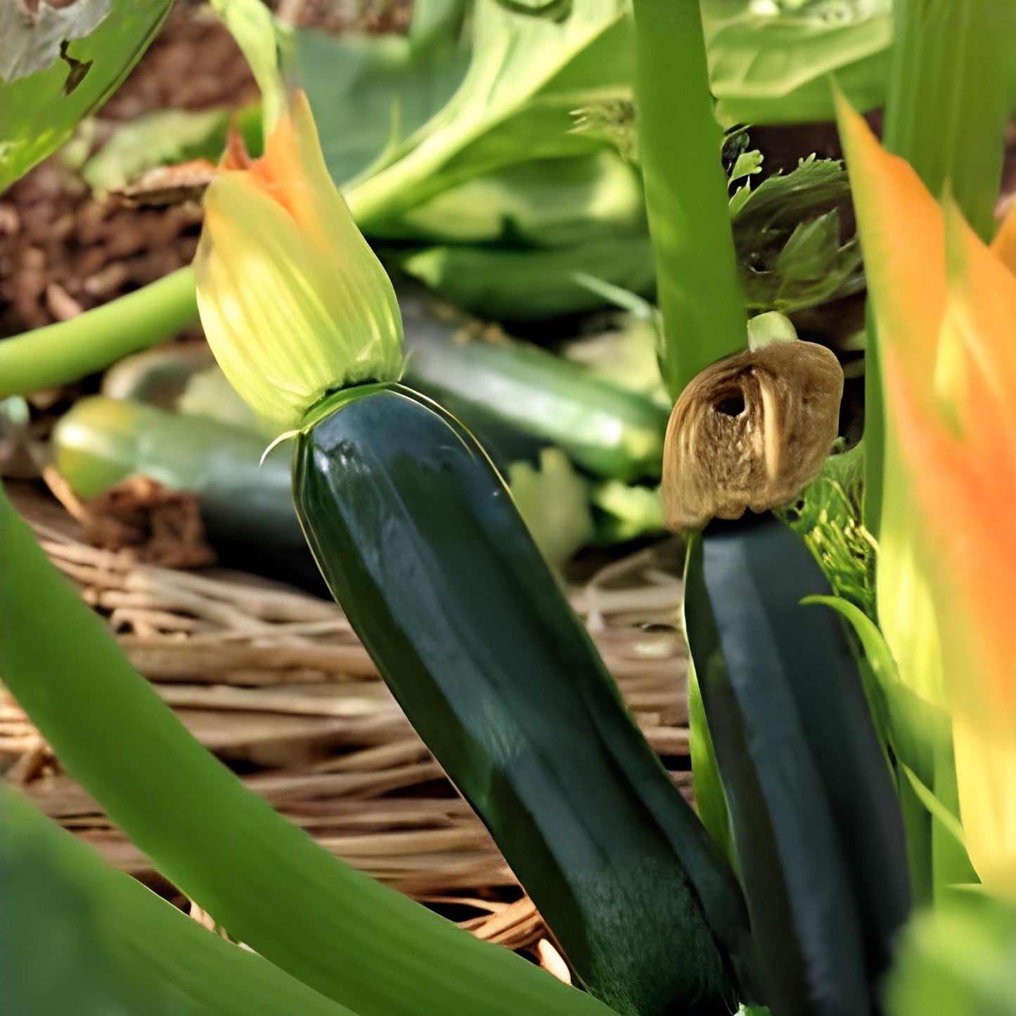 Black Beauty Zucchini Seeds Organic, Non-GMO Heirloom, Cucurbita pepo, Vegetable Garden Seed Pack