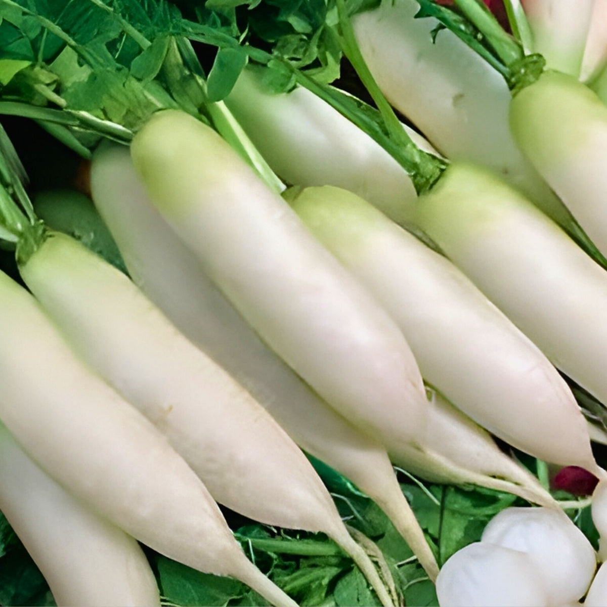 Radish Seeds 500 Count Minowase Daikon Heirloom Non-GMO for Home Gardening and Organic Planting
