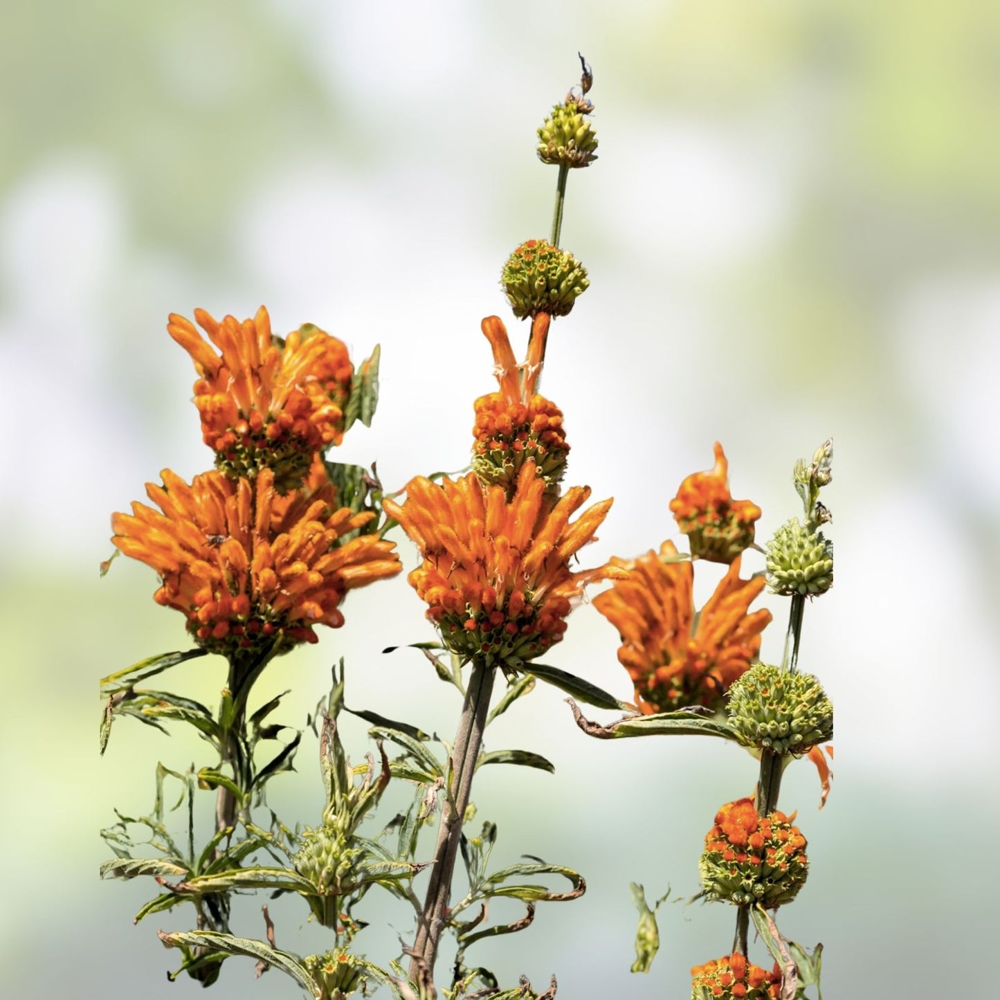 Klip Dagga Seeds 20 Pack, Leonotis Nepetifolia, Orange Flower, Garden Herb, Ornamental Plant, Easy to Grow