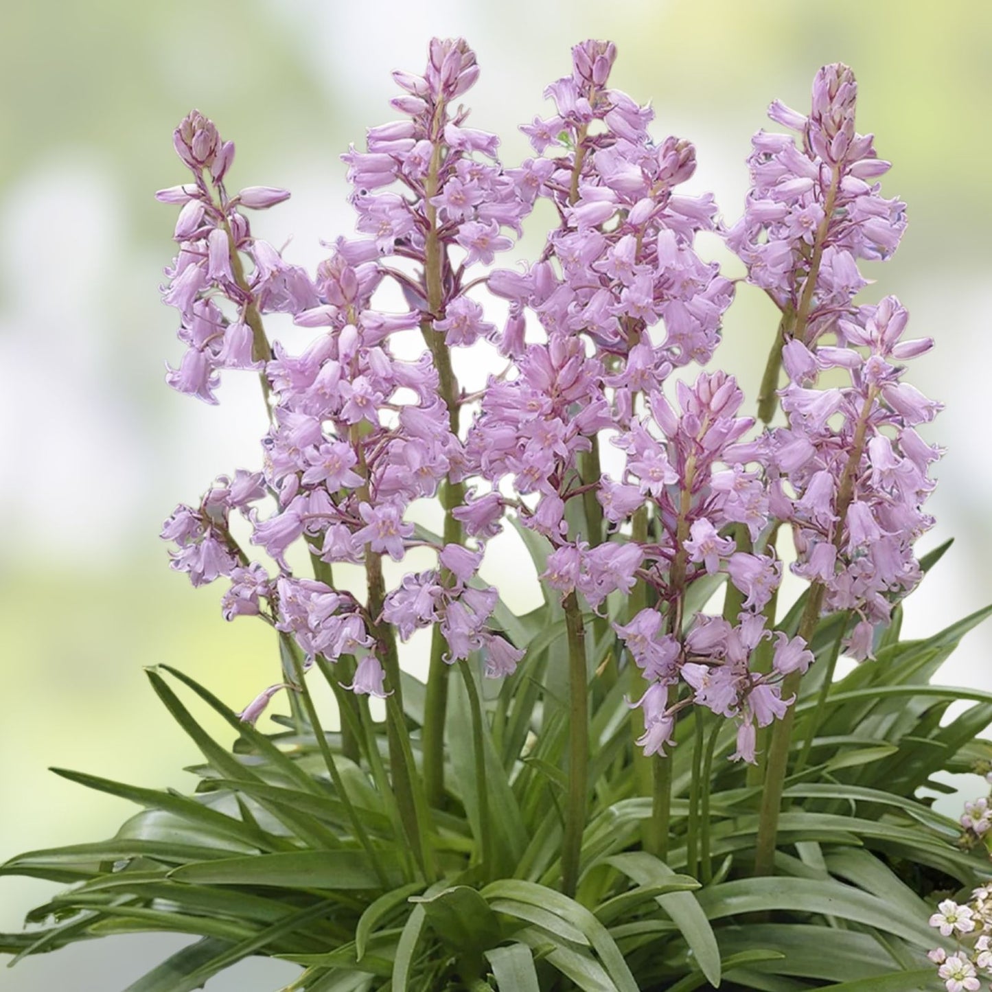 Spanish Pinkbell Bulbs 10 Pack - Pink Flowers - C. elegans - Ornamental Bulbs for Garden and Landscaping