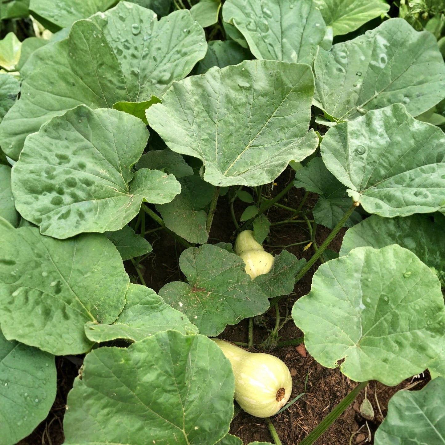 Butternut Squash Seeds 10 Pack Winter Squash Cucurbita moschata Organic Vegetable Seeds