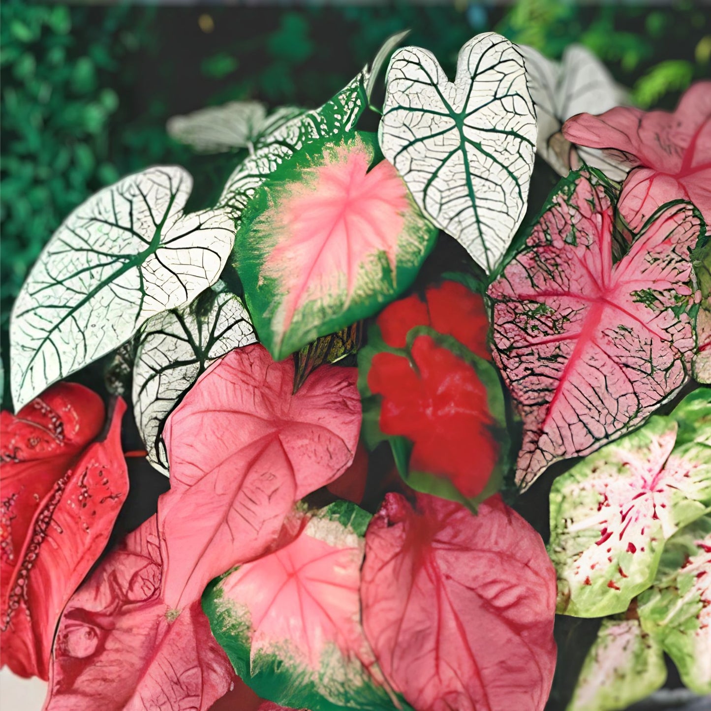Caladium Bulbs Elephant Ears Fancy Varieties Live Plant Starter Bare Root Houseplant Perennial