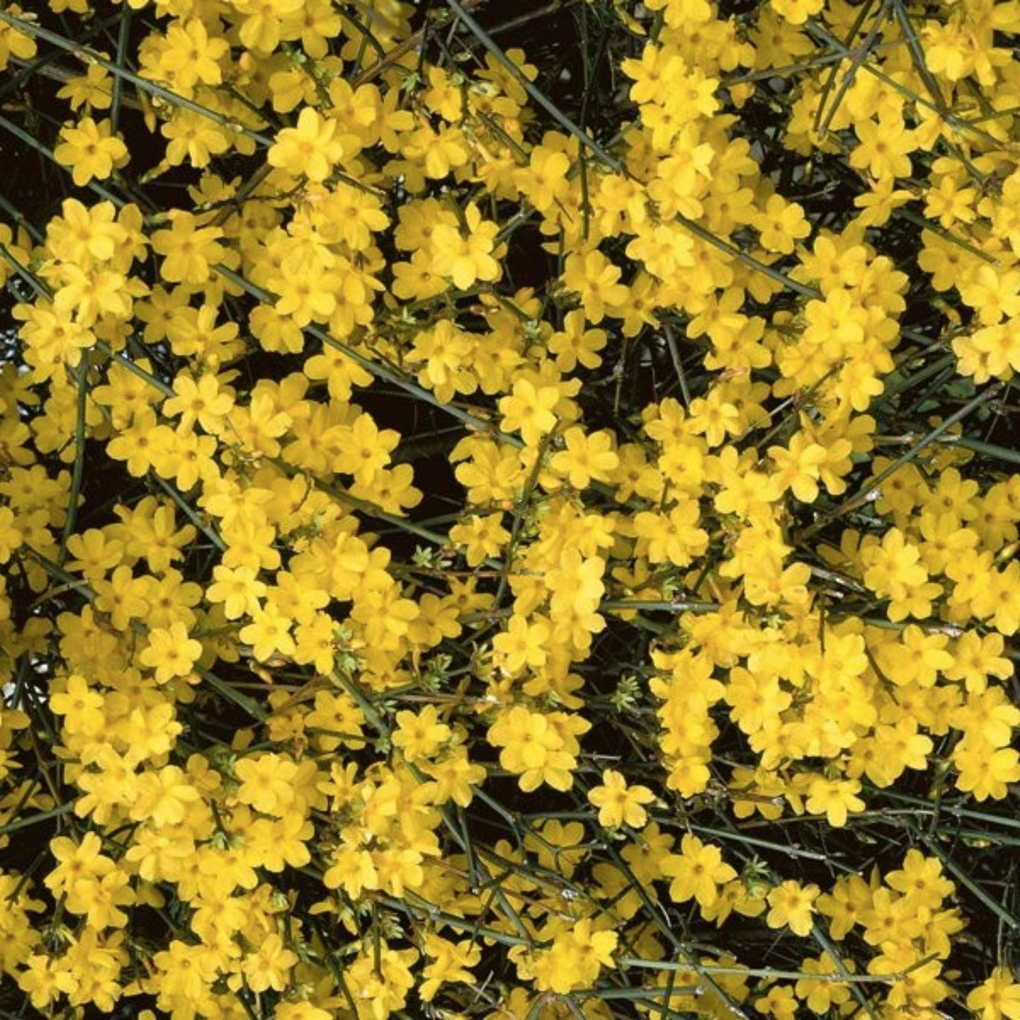 Winter Jasmine Cuttings 12" Bright Yellow Flowers Jasminum nudiflorum 5 Pack for Gardening