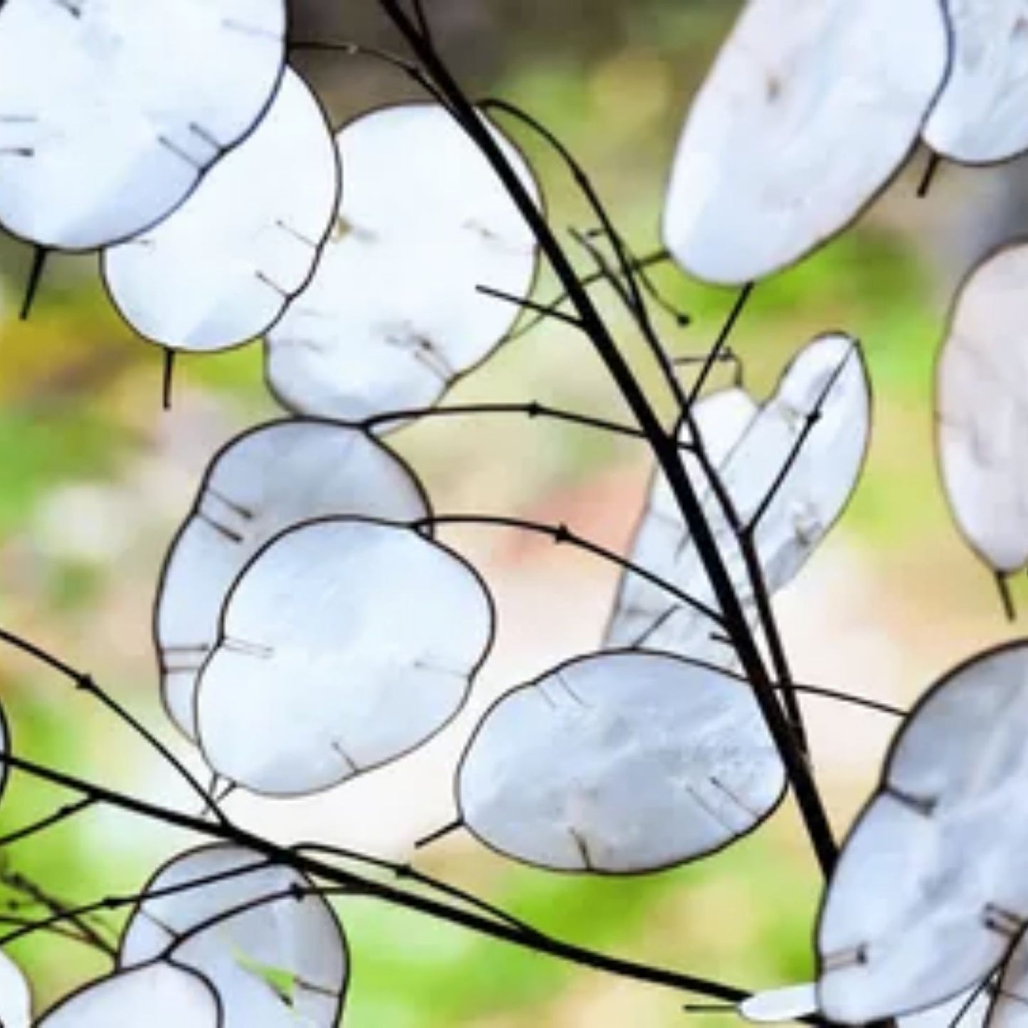 Lunaria Biennis Seeds 100 Count - Money Plant, Silver Dollar, Honesty, Moonwort - Ornamental Flower Seeds