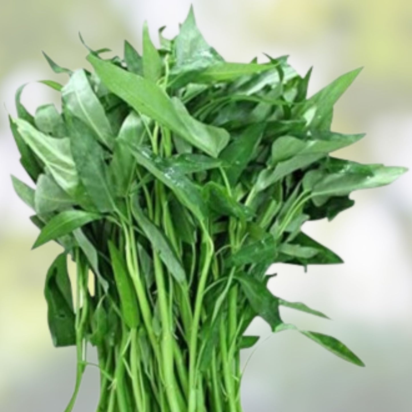 Ong Choy Seeds 100g Vietnamese Water Spinach Hat Rau Muong Kang Kong Ipomoea aquatica