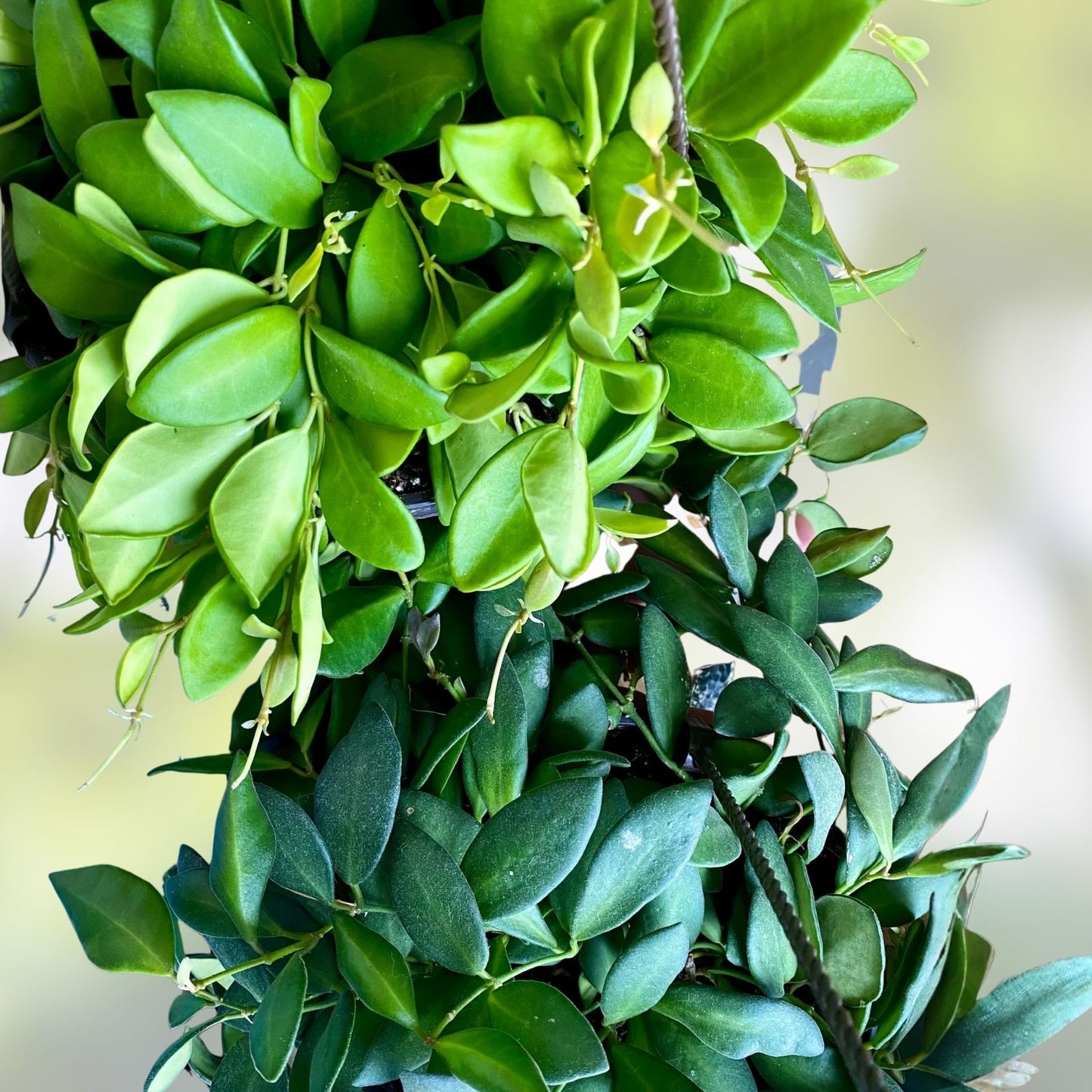 Hoya Cutting - Unrooted Rare Wax Vine - Hoya aff. burtoniae - Indoor Plant Propagation Material