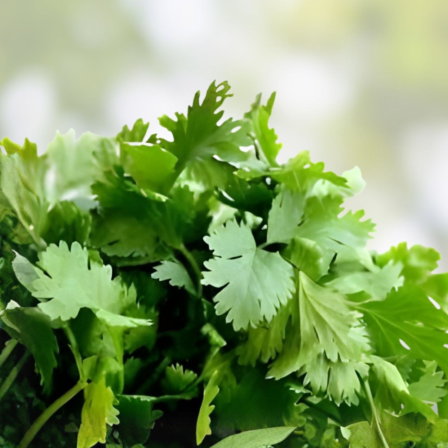 Cilantro Seeds 500+ Count | Herb Garden Seeds for Planting | Indoor Culinary Herb | Coriandrum sativum