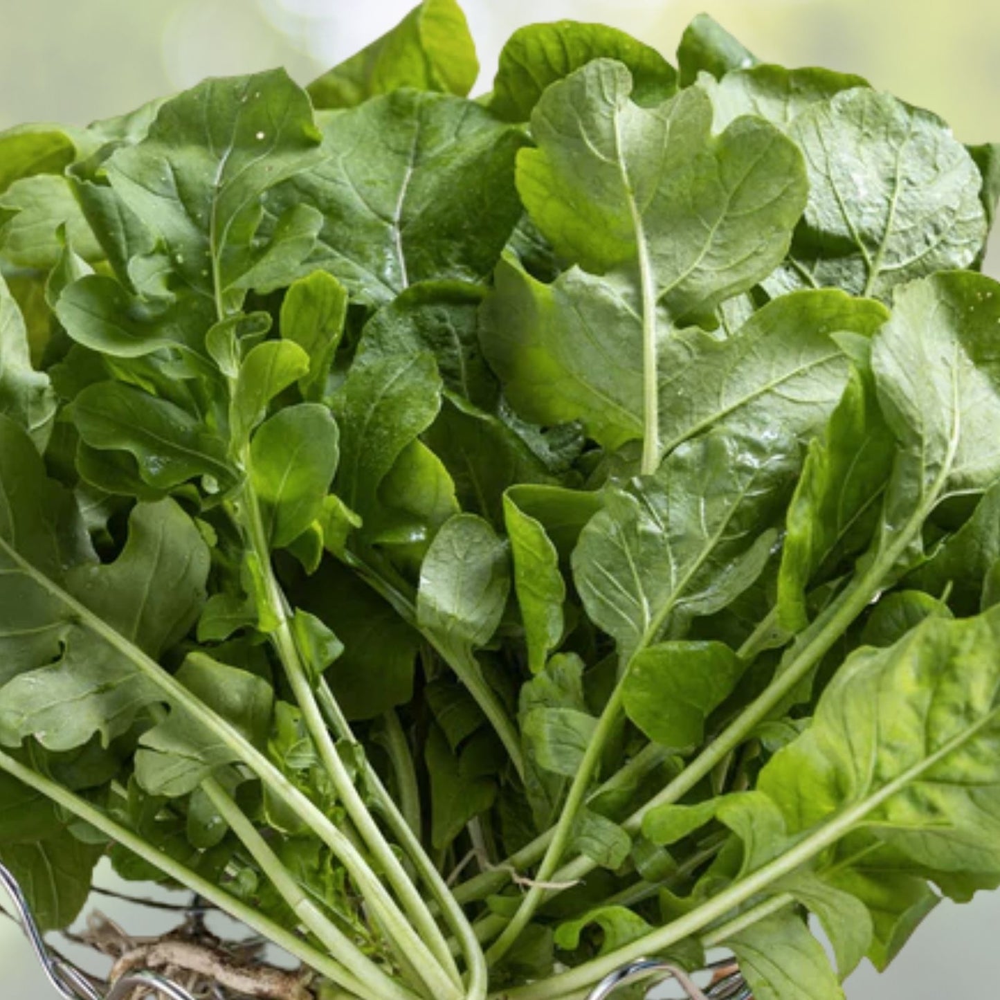 Organic Roquette Arugula Seeds - 500+ Count - Salad Rocket Garden Green - USA Grown (Eruca sativa)