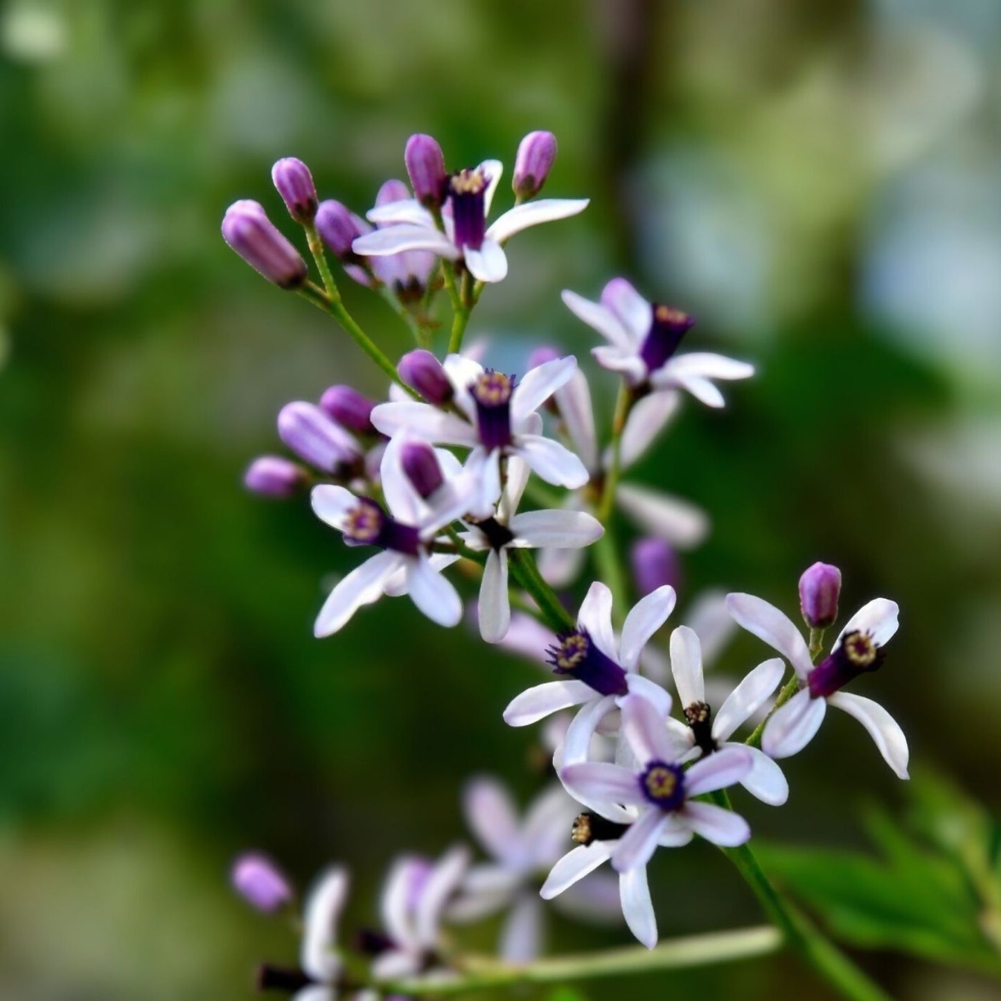Chinaberry Tree Seeds 30 Pack - Fast-Growing, Showy, Fragrant Melia azedarach Seeds for Planting