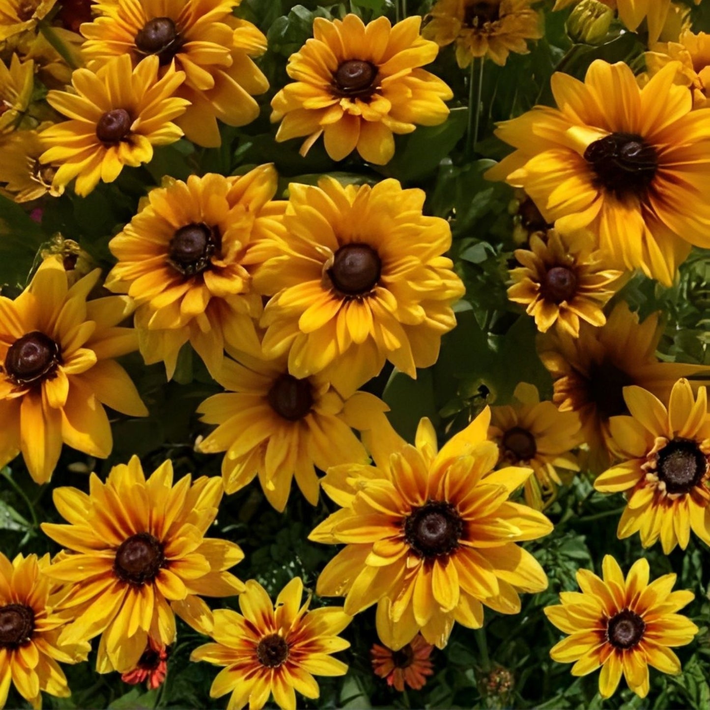 Rudbeckia Seeds 1000 Organic Denver Daisy Seeds Flower Seeds for Garden, USA Grown, Free Shipping