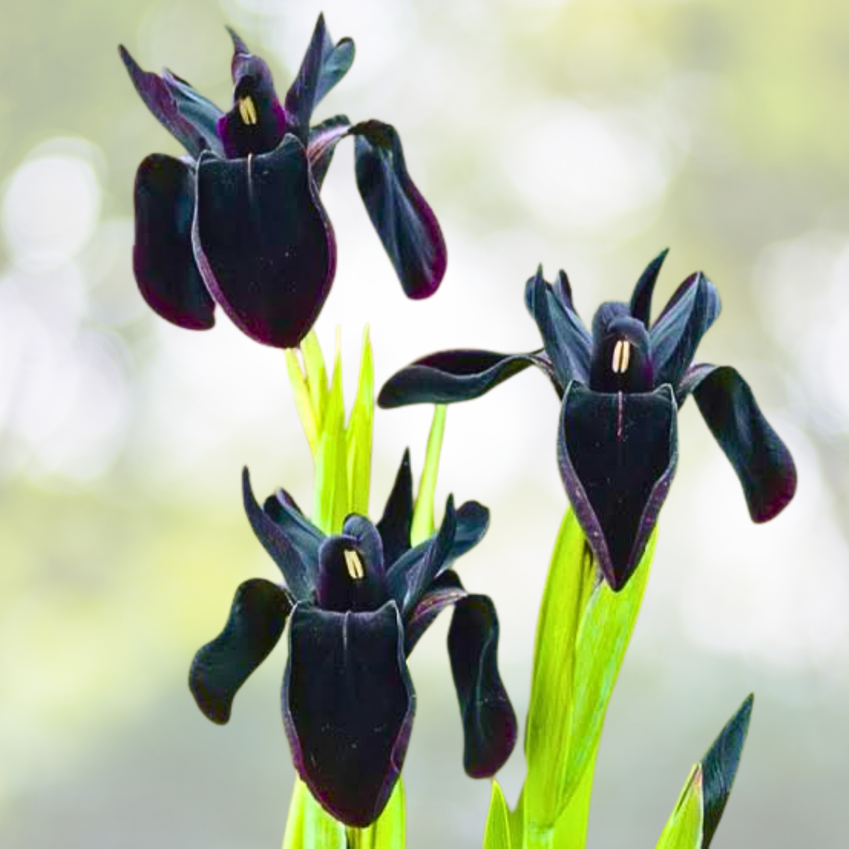 Siberian Iris Seeds, 30pcs, Black Flowered Beauty, Iris sibirica, Velvety Black Blooms