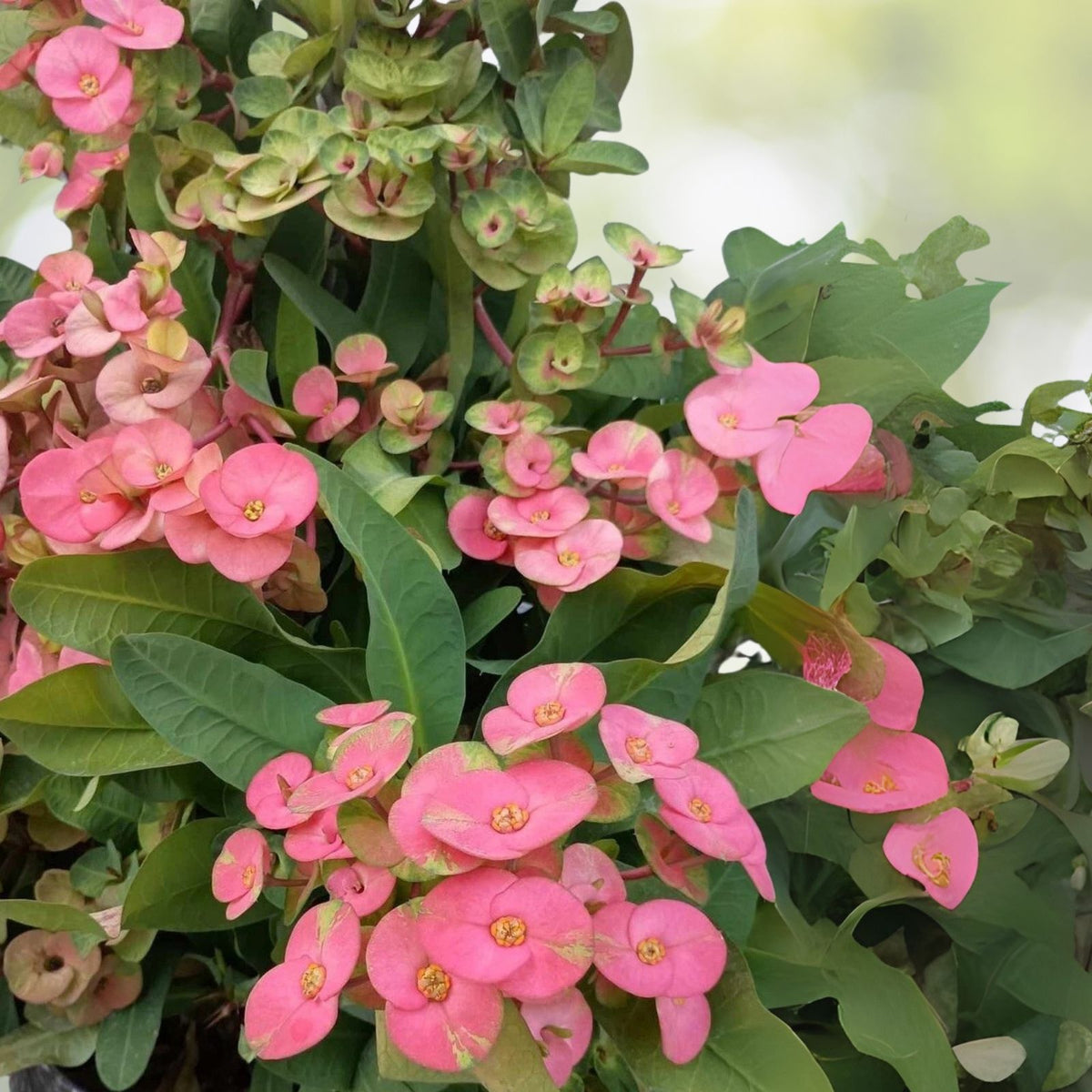 Jumbo Flower Pink Escape Crown of Thorns Cutting (1 Count, No Roots) - Euphorbia milii