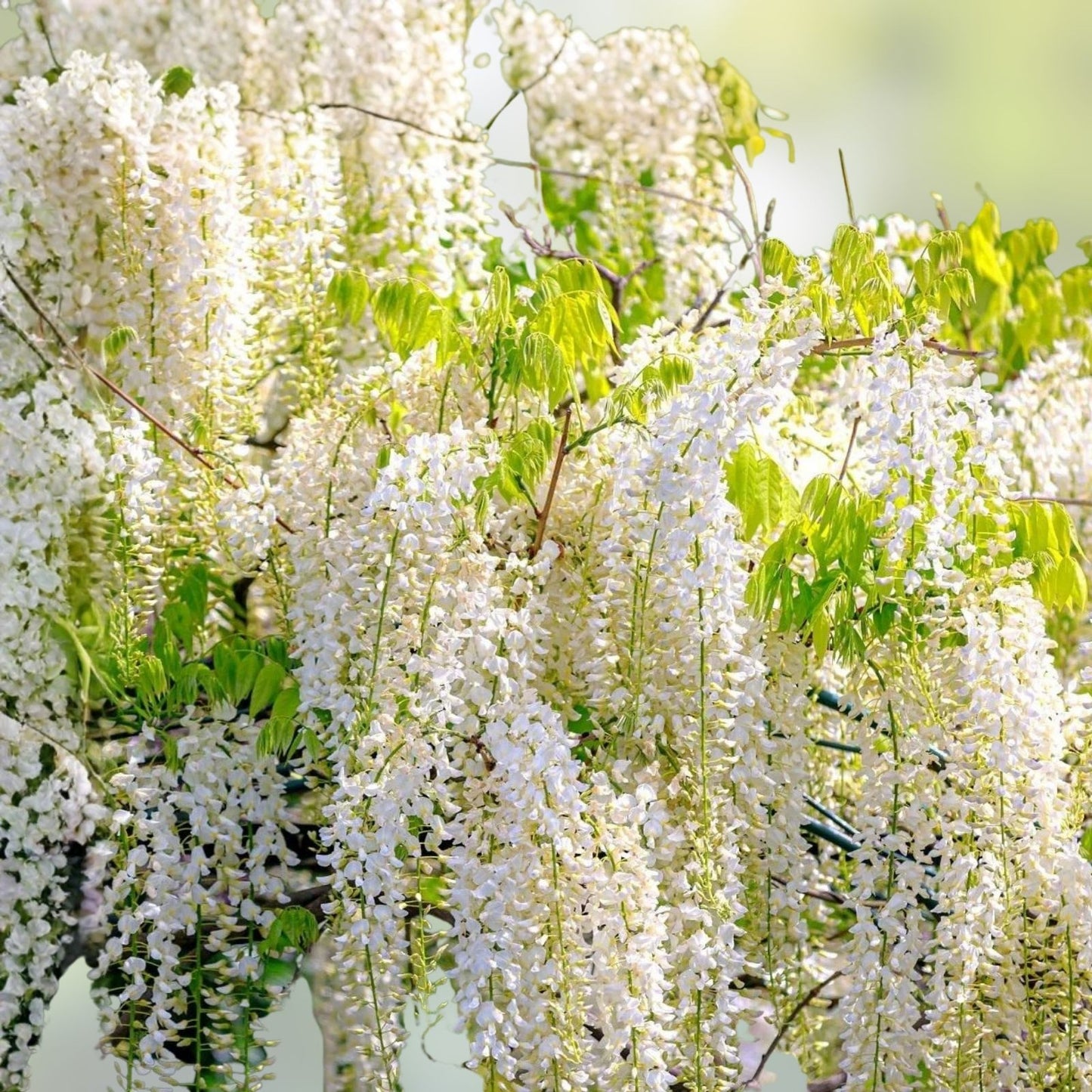 White Wisteria Seeds – 5 Rare Wisteria sinensis Alba for Planting – Outdoor Garden Flower Seeds