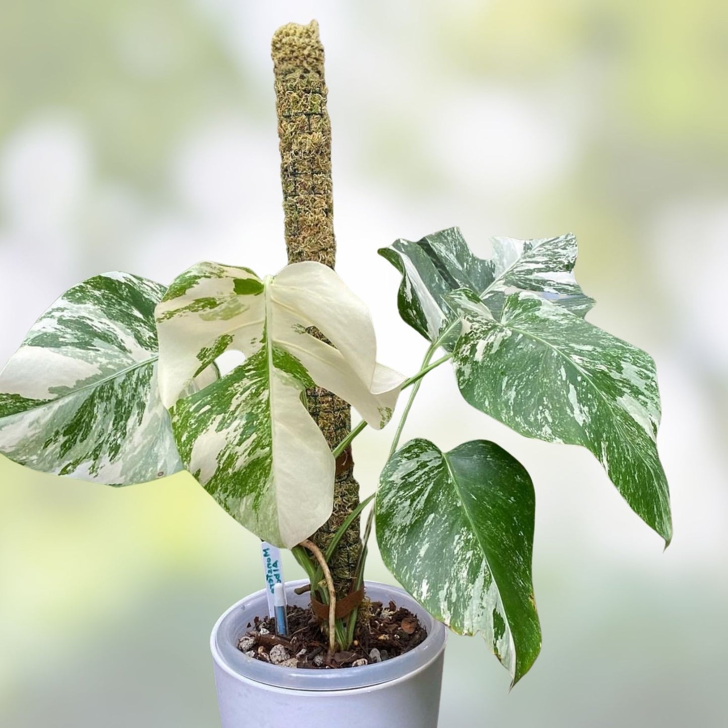 Rooted Variegated Monstera Albo Borsigiana Plant - Rare Houseplant - Monstera Deliciosa Var, Albo